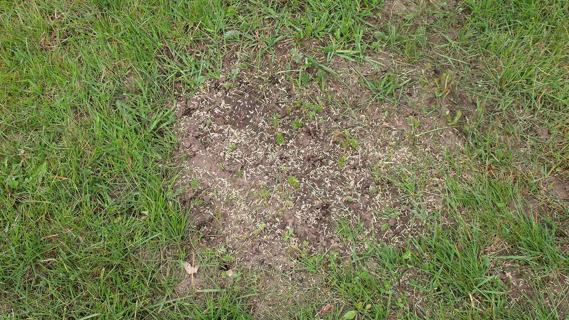 Overseeding Will Enhance the Health & Aesthetics of Your Lawn