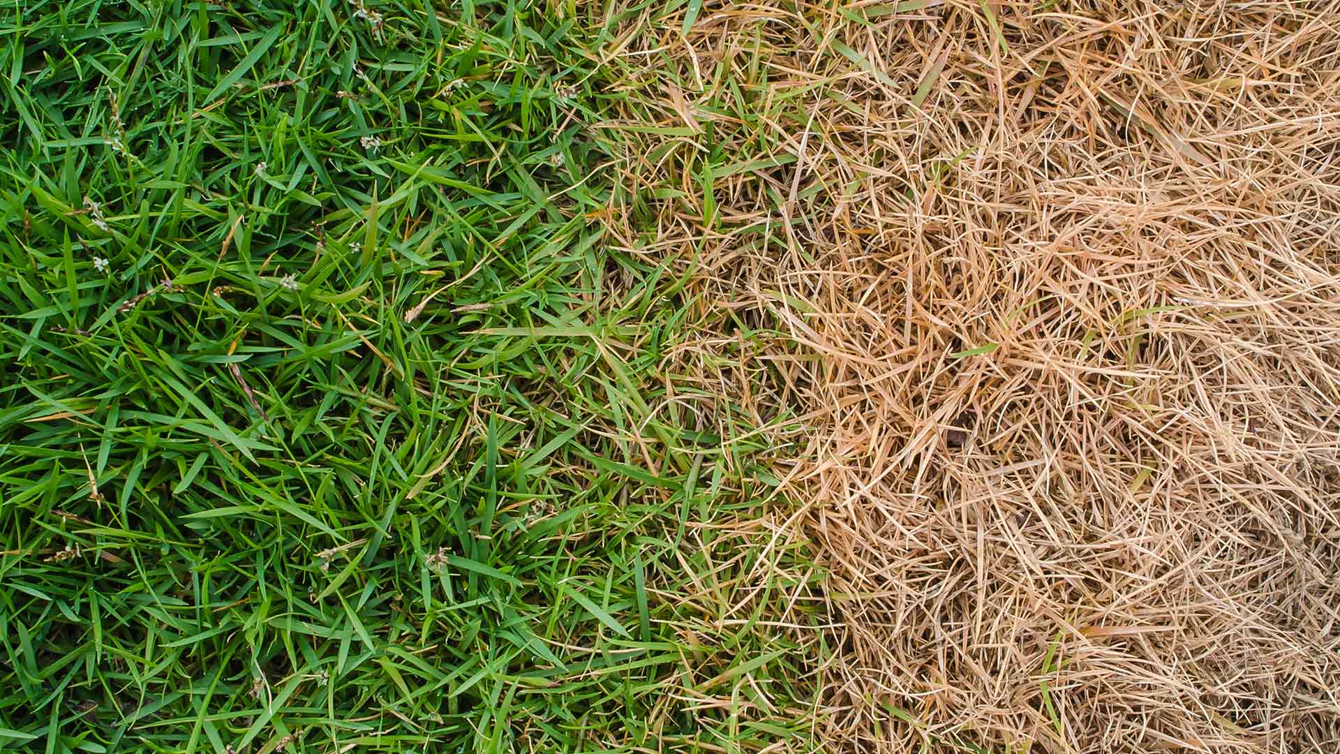 Fertilizing Your Own Lawn Can Be a Big Mistake - Always Hire Pros!