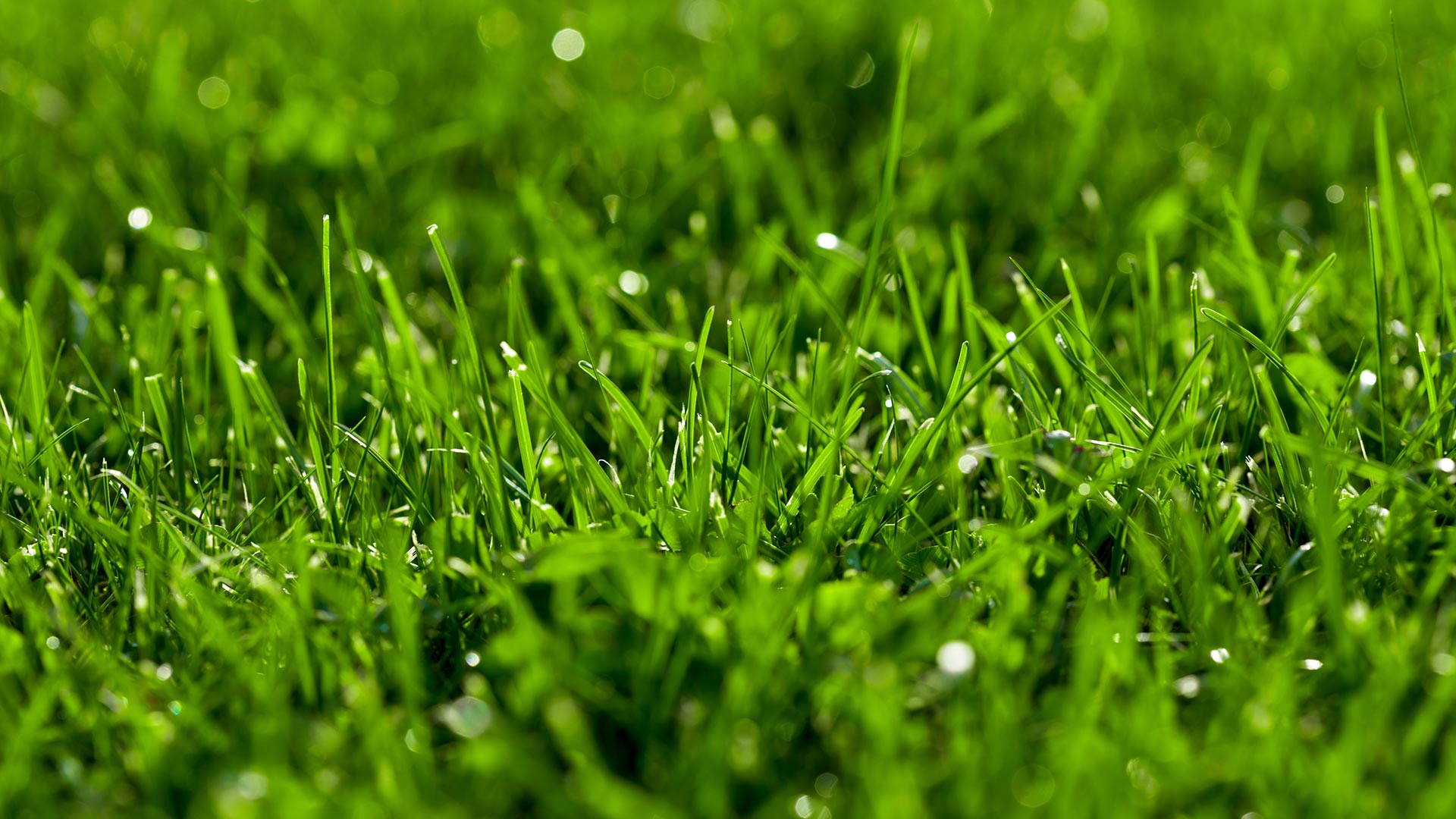 Lawn Care Services That Will Benefit Your Lawn During the Growing Season