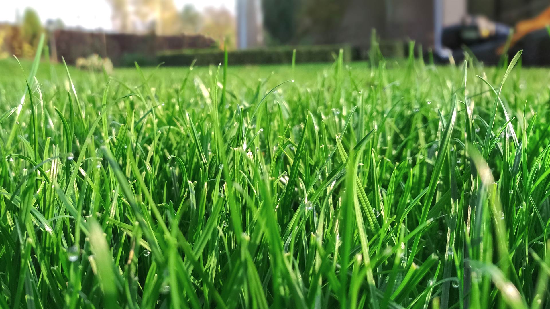 3 Services to Schedule to Help Bring Your Damaged Lawn Back to Life