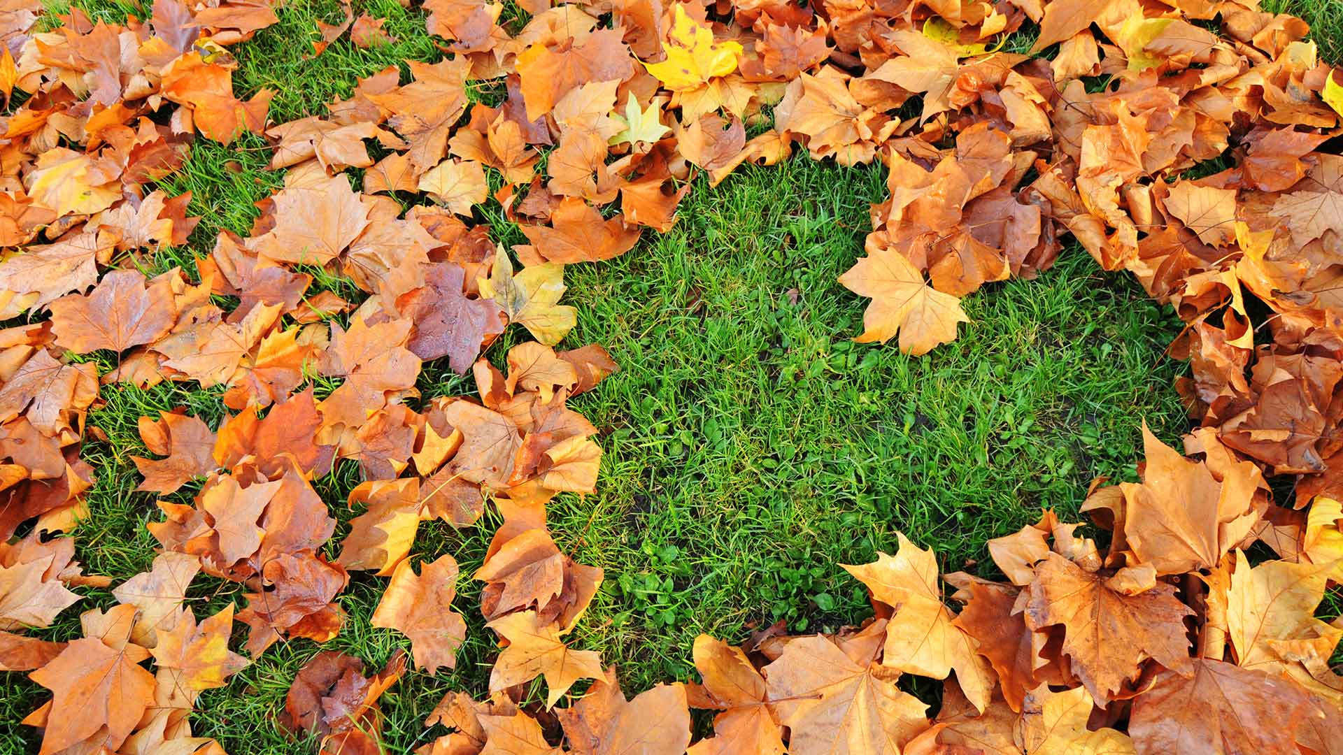 Fall & Spring Cleanups Will Help Your Lawn Enter & Exit the Winter Season