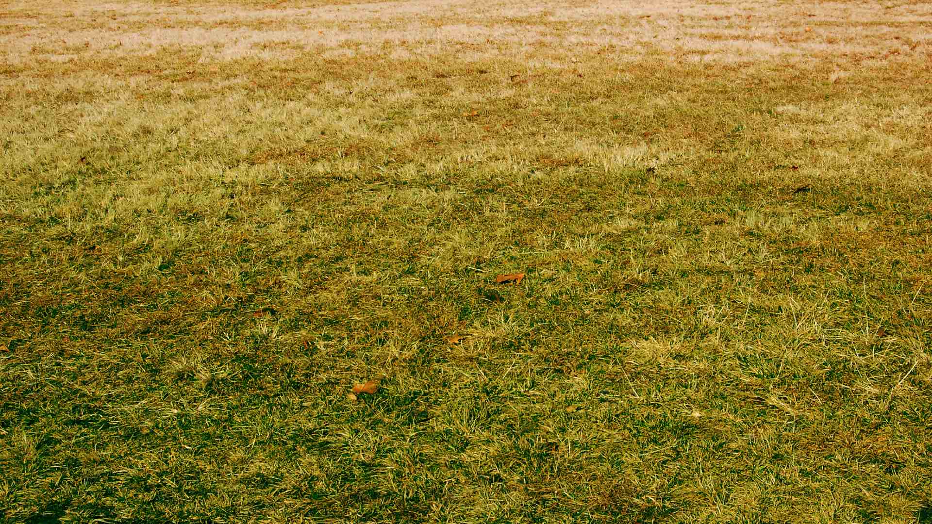 Is Your Lawn Full of Stubborn, Patchy Grass? Read This!
