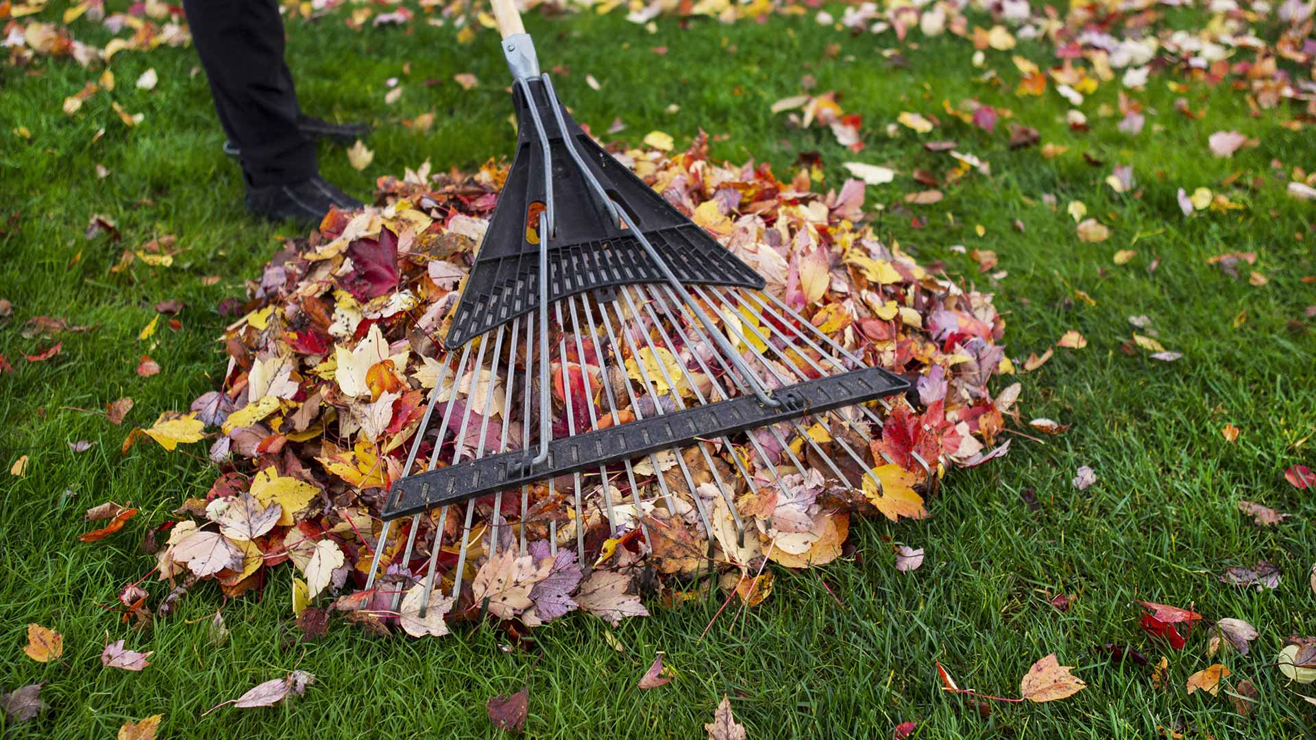 Raking fall leaves during fall cleanup service in Chestermere, AB.