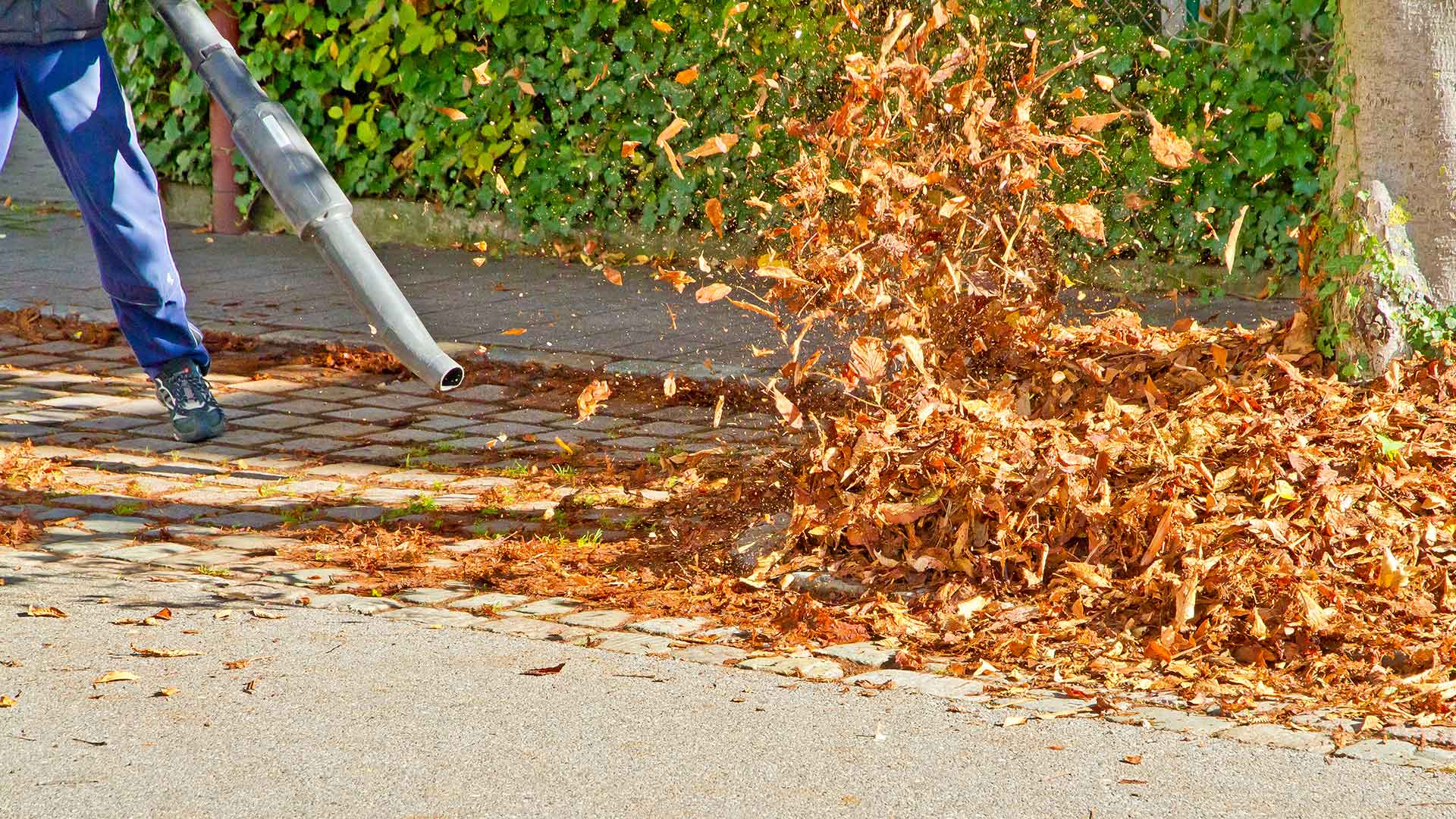 Removing leaves and debris from a yard in Calgary, Alberta.
