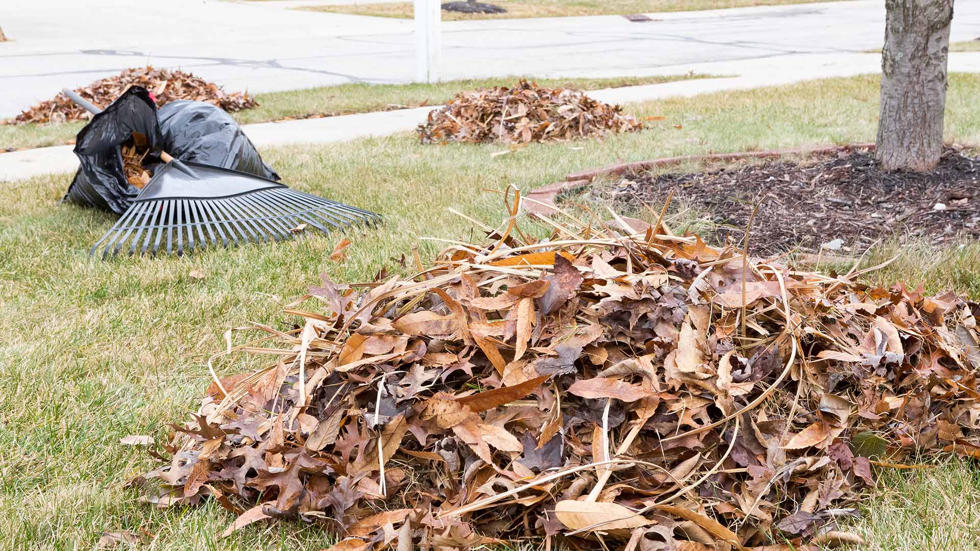 What Services Should Be Included in a Fall Cleanup?