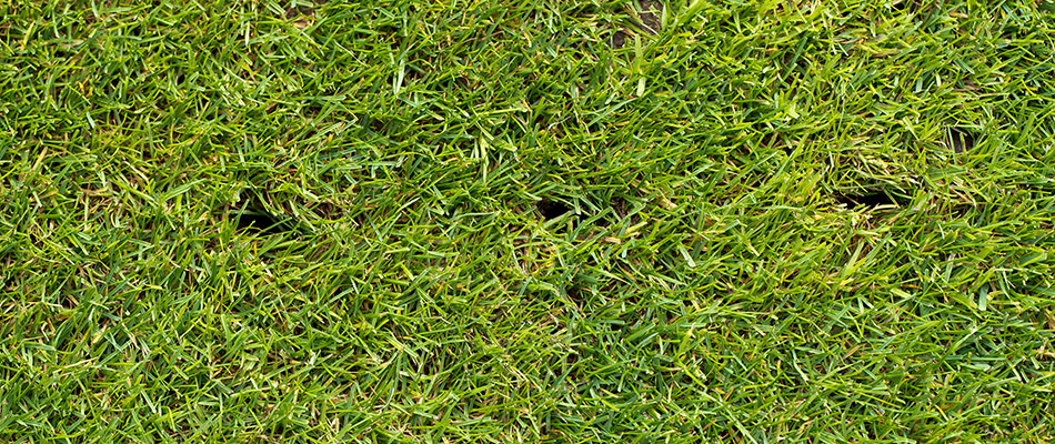 Do Lawns in Alberta Need Spring Aeration?