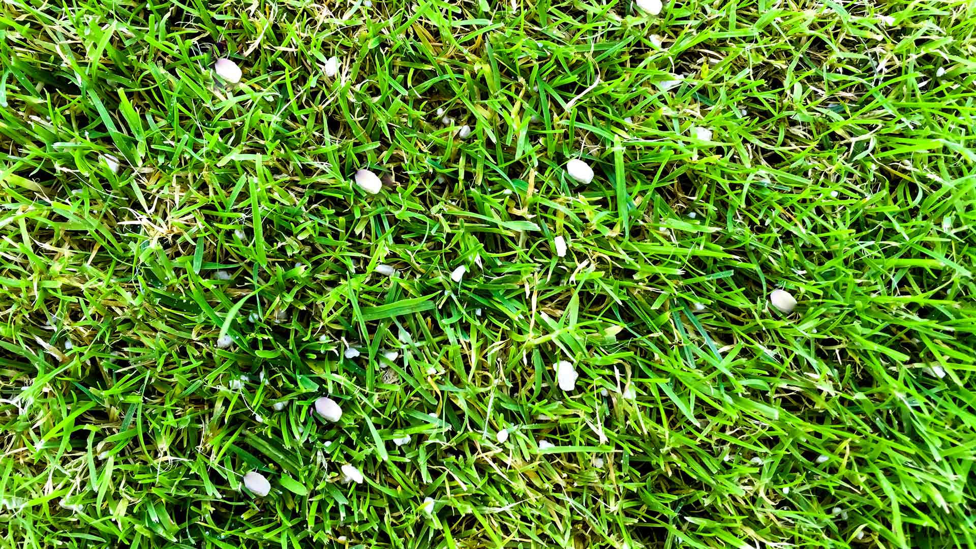 When Are the Right Times to Fertilize Your Lawn in Calgary, AB?
