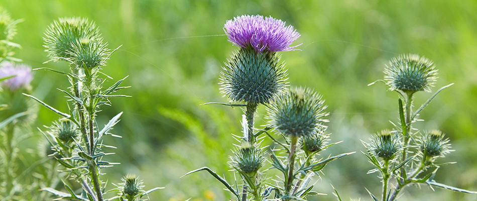 An image of a Canada thistle weed among a lawn in Calgary, AB.