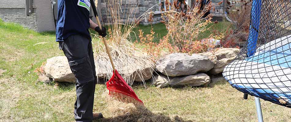 Professional from Prestige using a rake to dethatch lawn in Calgary, AB.