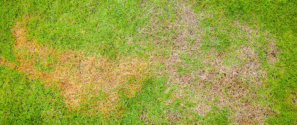 Discolored lawn from leaf piles in Aspen Woods, AB.
