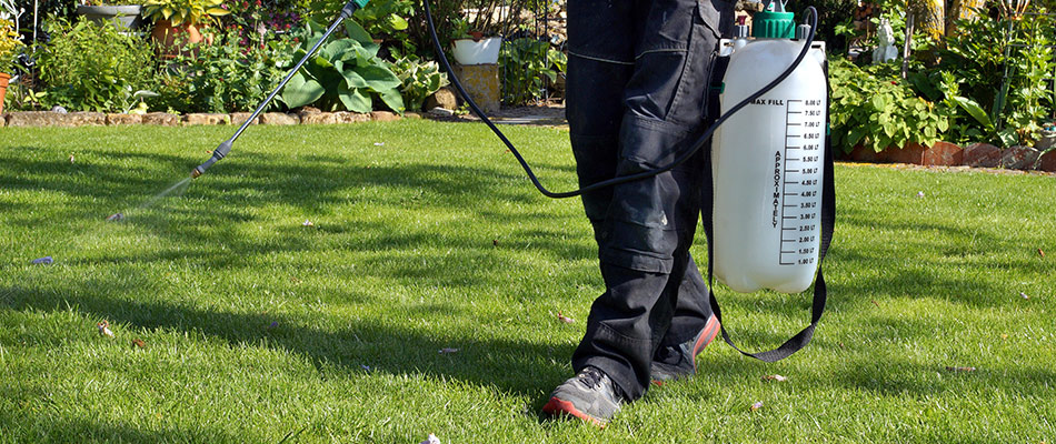 Professional from Prestige Outdoor Services performing weed control treatment for a customer's lawn in Langdon, AB.
