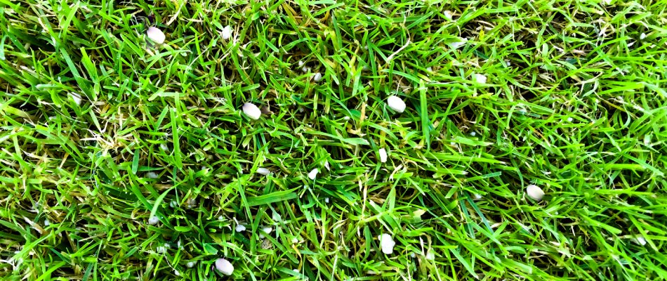 Granular fertilizer spread among lawn in Chestermere, AB.