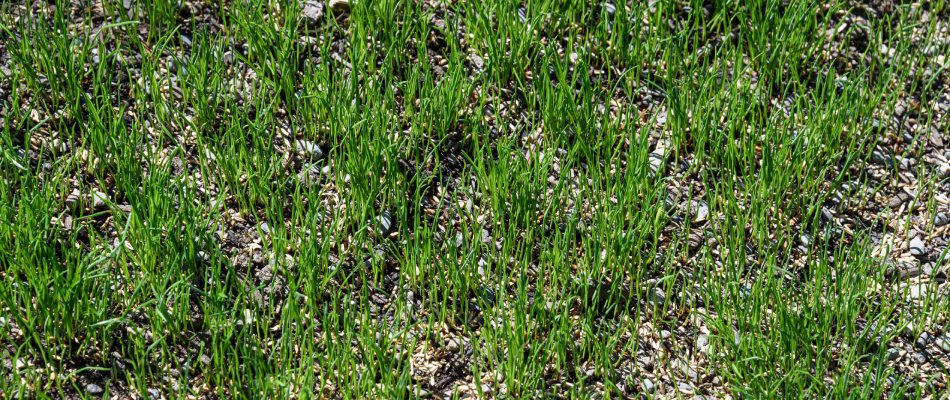 Patchy lawn filled with seeds in Aspen Woods, AB.
