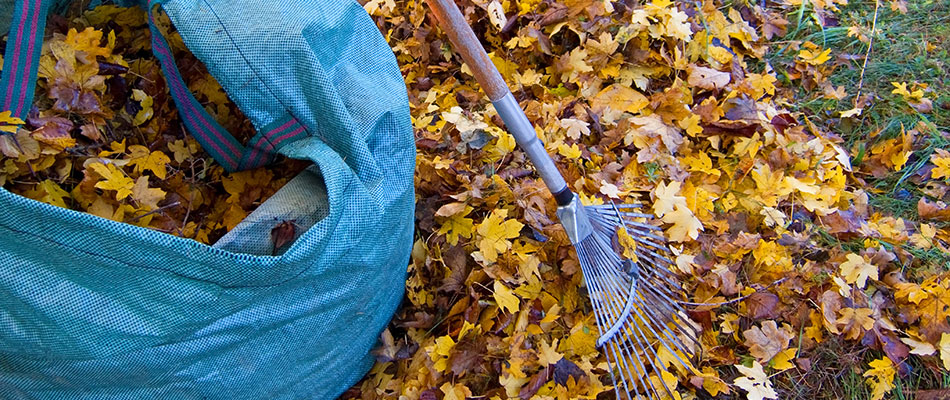Leaf removal service process by professionals in Bearspaw, AB.