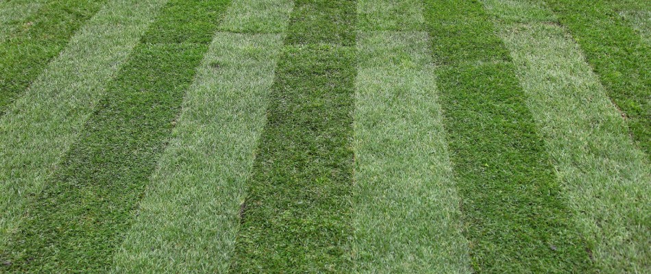 Mower patterns added to lawn from service in Calgary, AB.