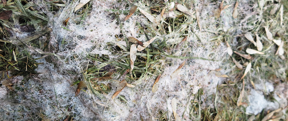 Snow mold in lawn in Chestermere, AB.
