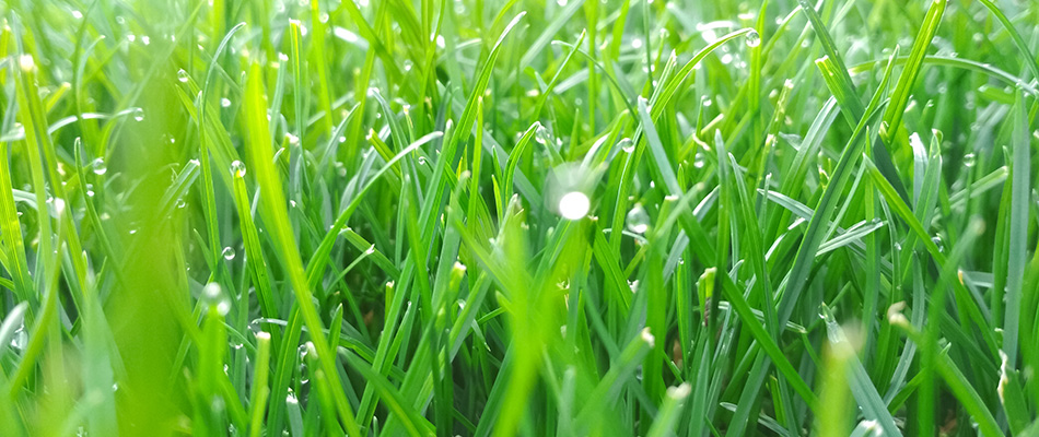 Water droplets over lawn in Signal Hill, AB.