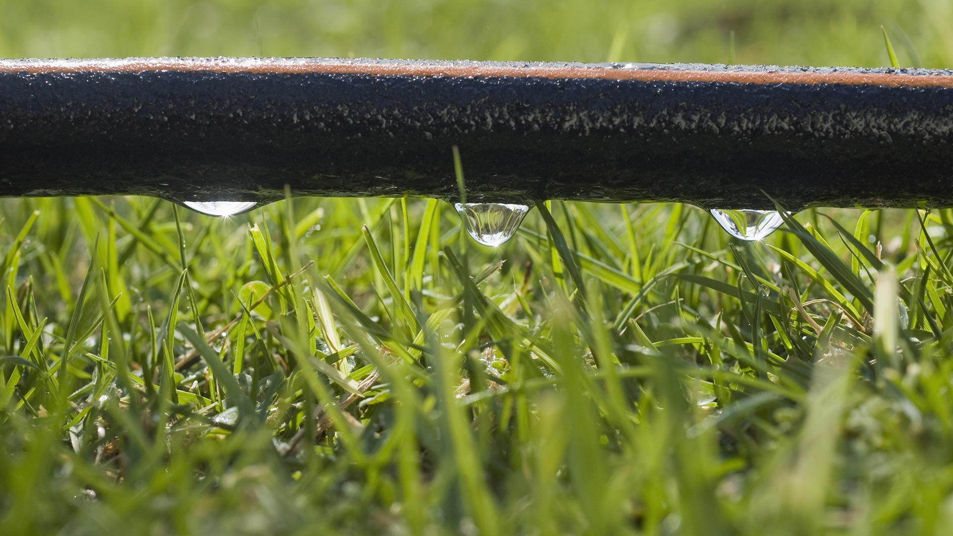banner drip line watering lawn