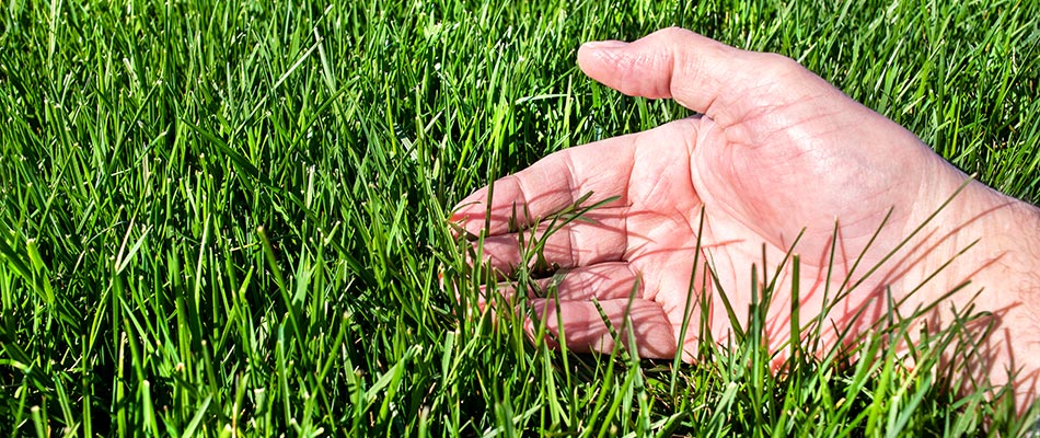 content tall fescue grass with hand