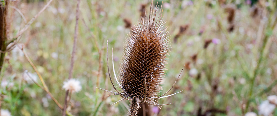 content common teasel