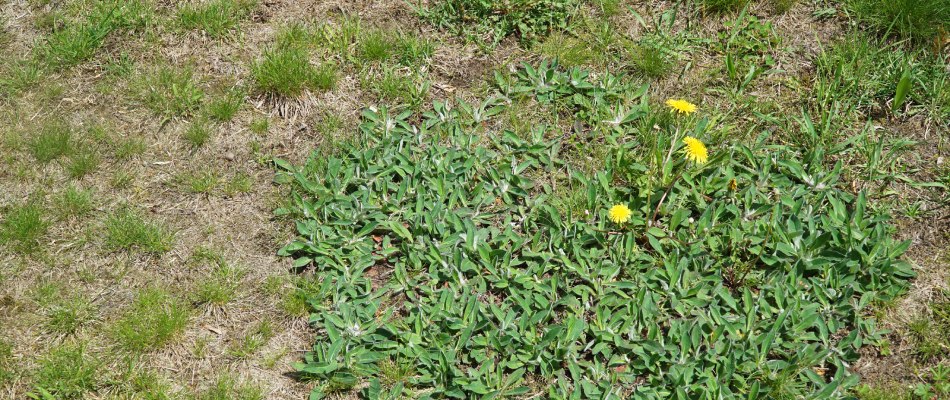 content dandelion weed sprouting in bad drying lawn