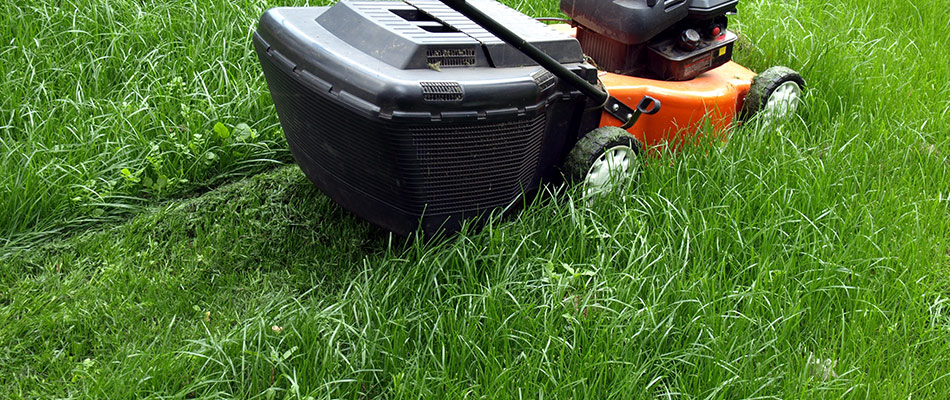 content lawnmower in the midst of tall grass
