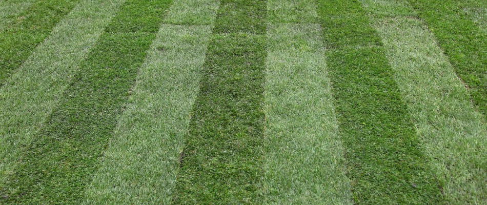 content mower stripes in lawn