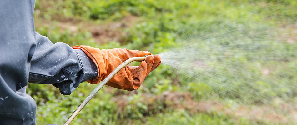 content orange gloved technician distributing weed control treatment