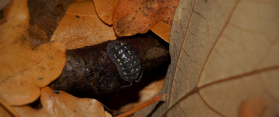 content pill bugs found in leaves