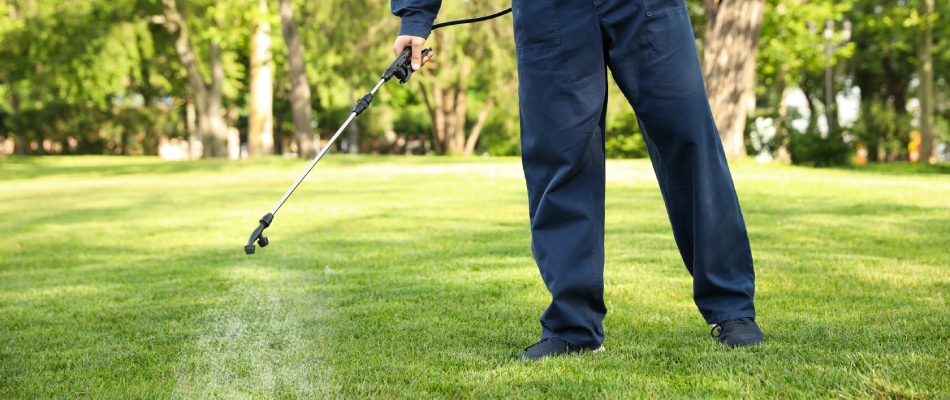 content weed control bring sprayed on lawn by professional