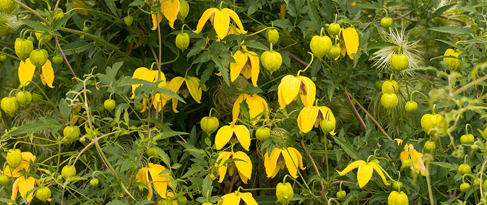 content yellow clematis